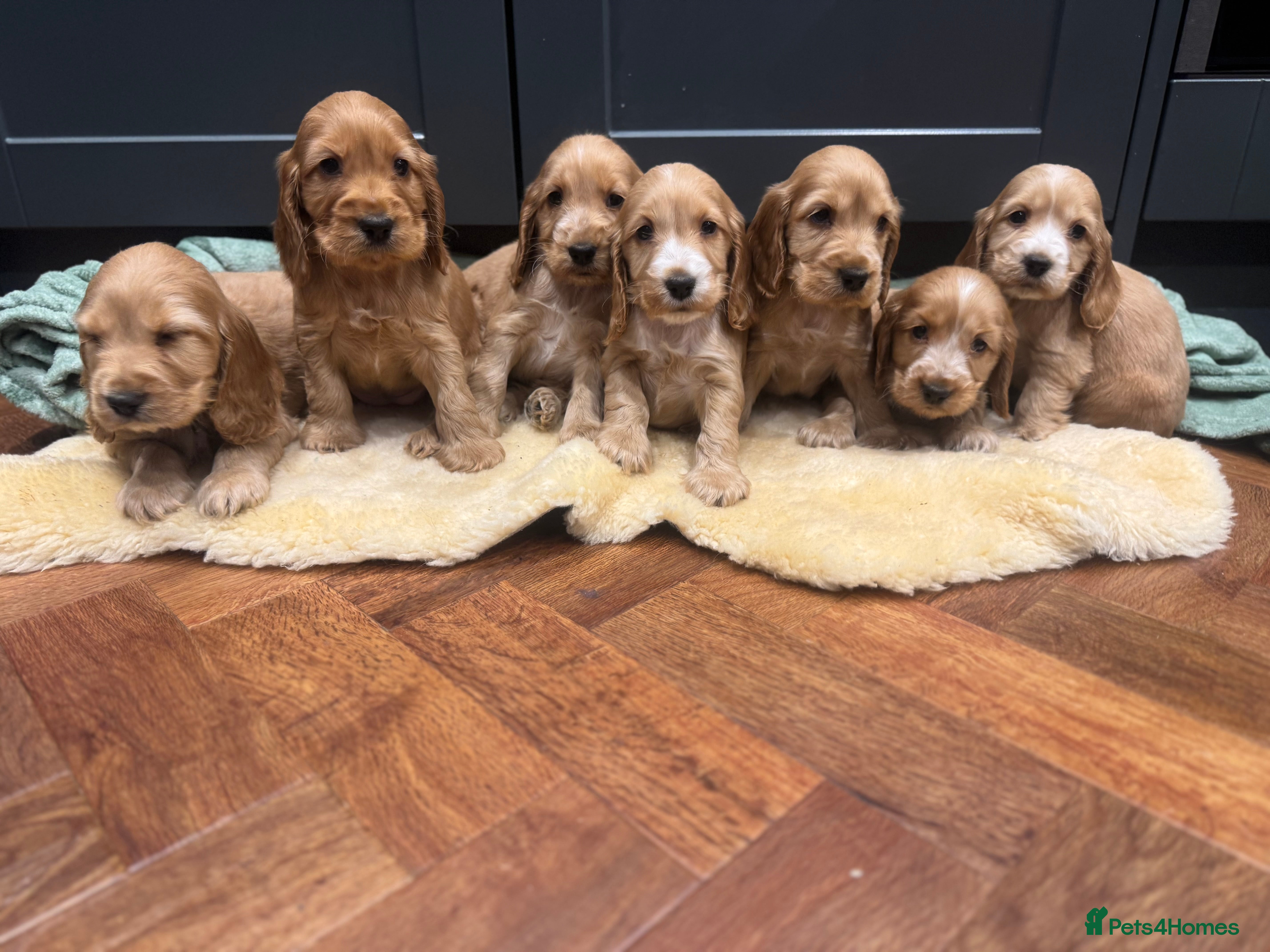Cocker Spaniel dogs Gorgeous golden Show Cocker spaniel Litter  - Advert 18