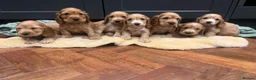 Cocker Spaniel dogs for sale: Gorgeous golden Show Cocker spaniel Litter  - Advert 1