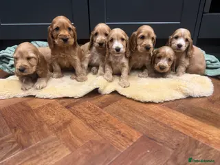 Cocker Spaniel dogs Gorgeous golden Show Cocker spaniel Litter - Advert 18