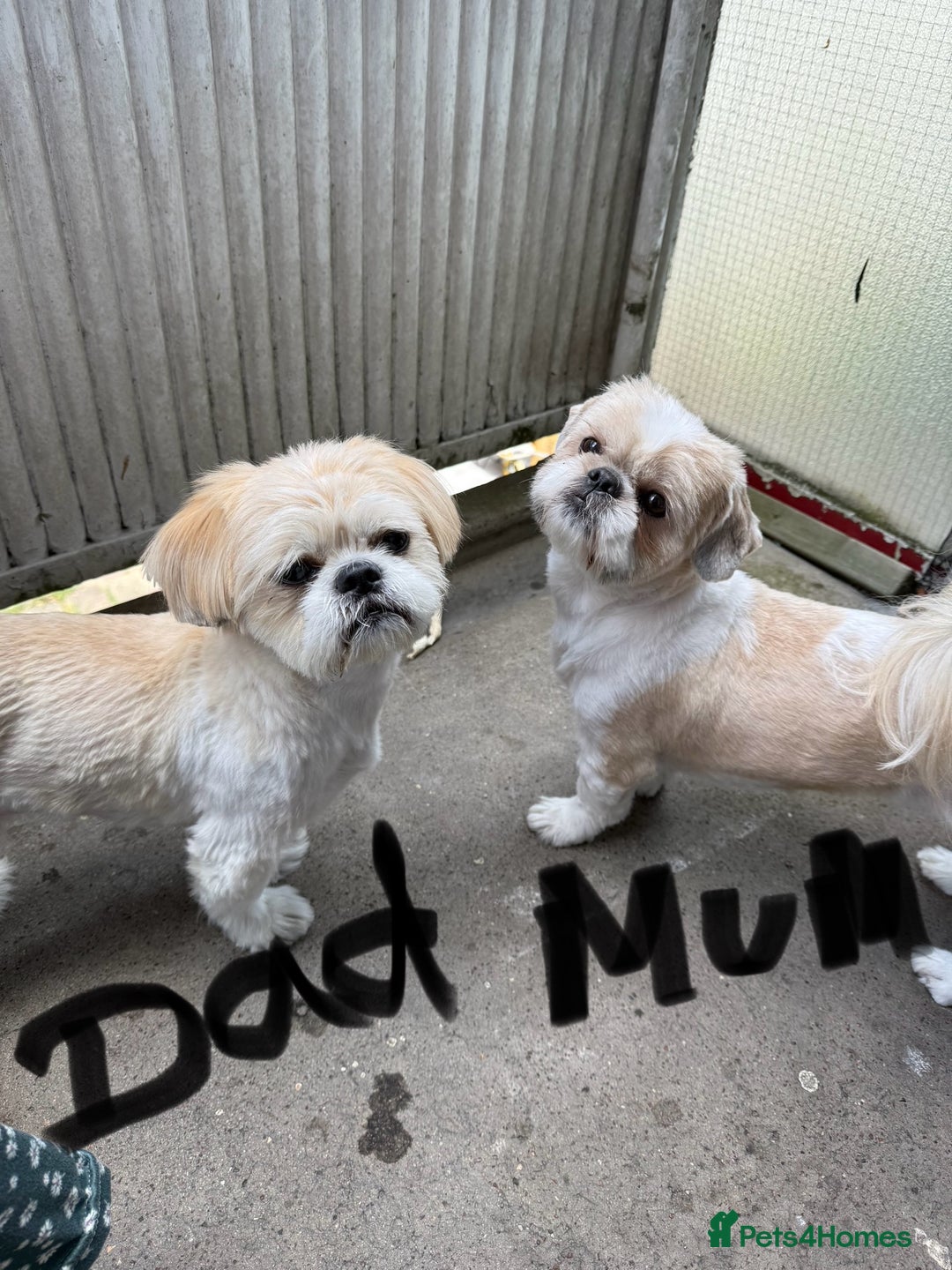 Shih Tzu dogs for sale: 3 males and 1 shiz tzu puppies for sale  - Image 2
