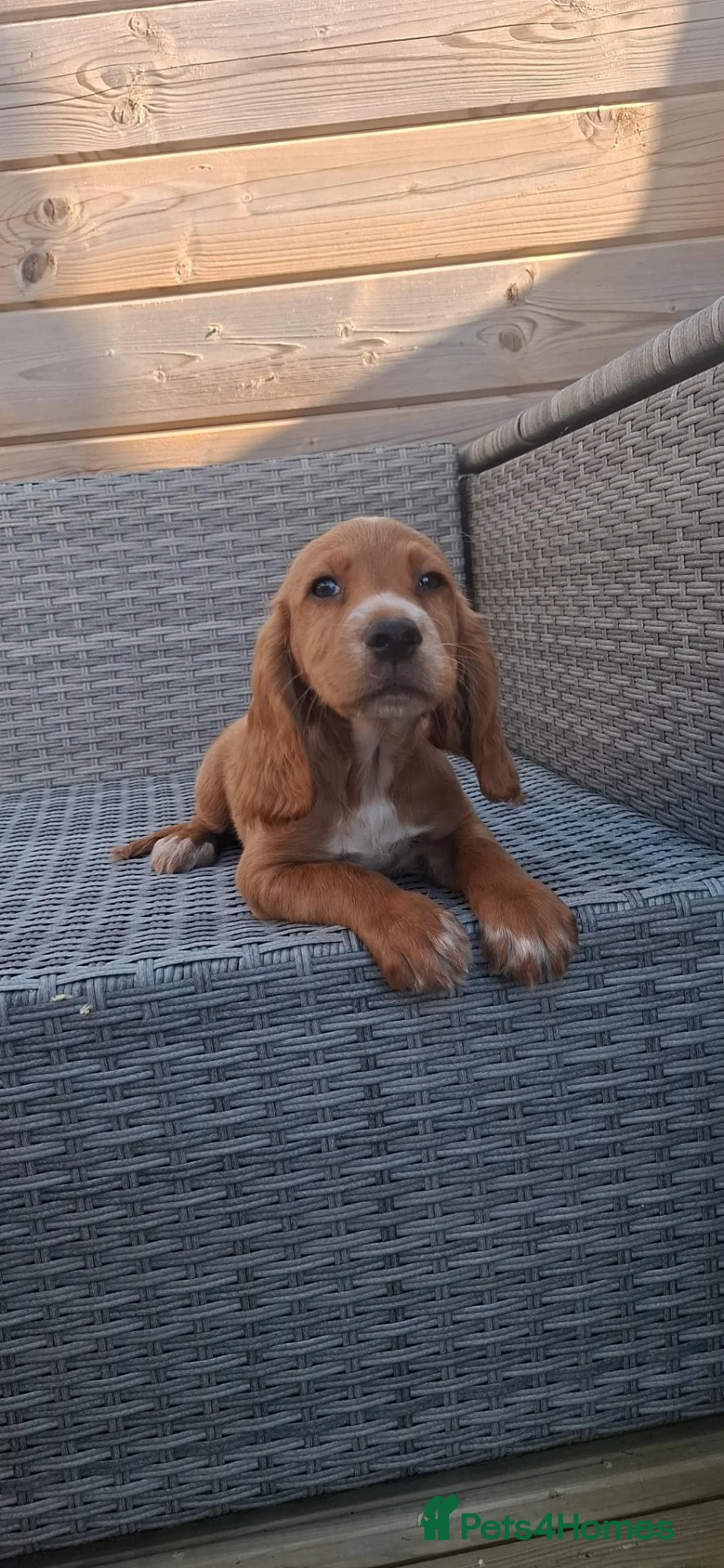 Sprocker dogs for sale: Ready Now.... Adorable sprocker puppies  - Advert 16