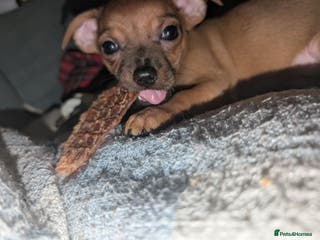Mixed Breed dogs 🐾 2 Stunning Girls!Frenchie x Mini Dachshund/Chi - Advert 7
