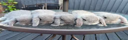 Mini Lop rabbits for sale: ❤️Mini Lop bunny for reserve 🐰  - Advert 8
