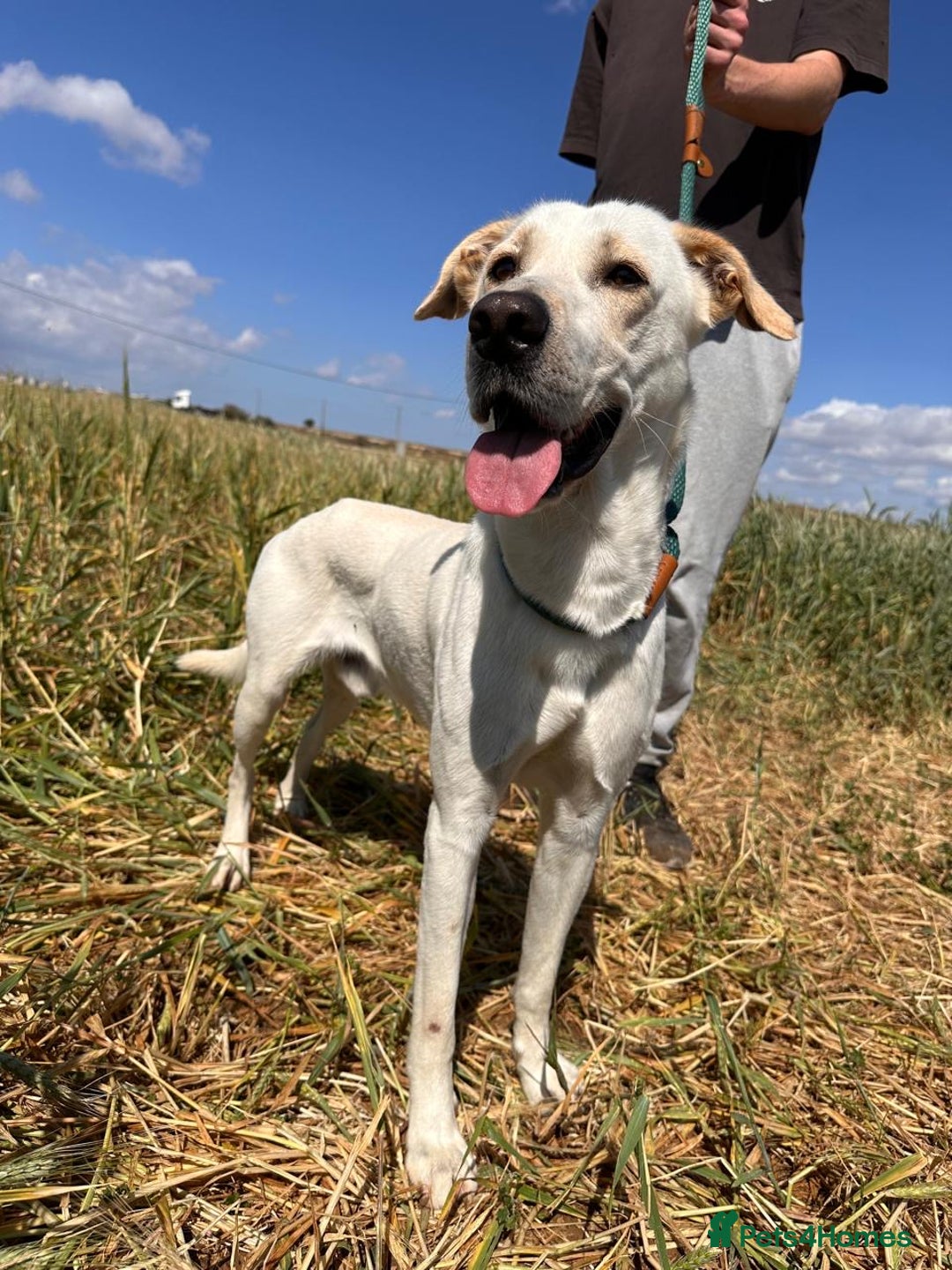 Mixed Breed dogs for sale: Evan and Chance (please read) - Image 13