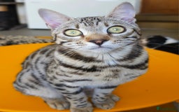Bengal cats for sale: Gorgeous Brown Rosetted Boy Available  - Advert 7