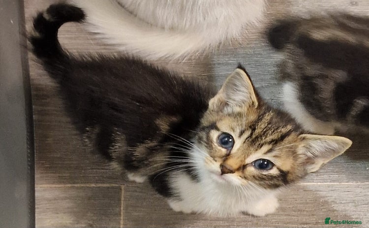 Mixed Breed cats - Advert 22