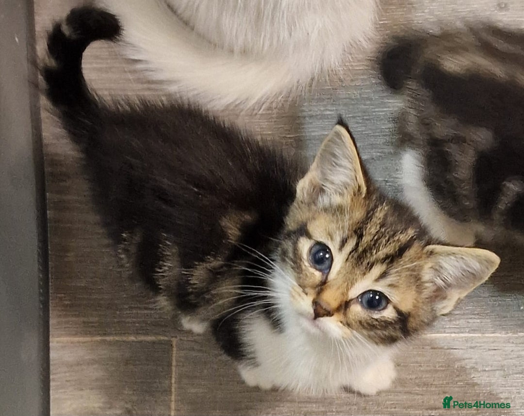 Mixed Breed cats for sale: 3 Adorable kittens  - Image 6