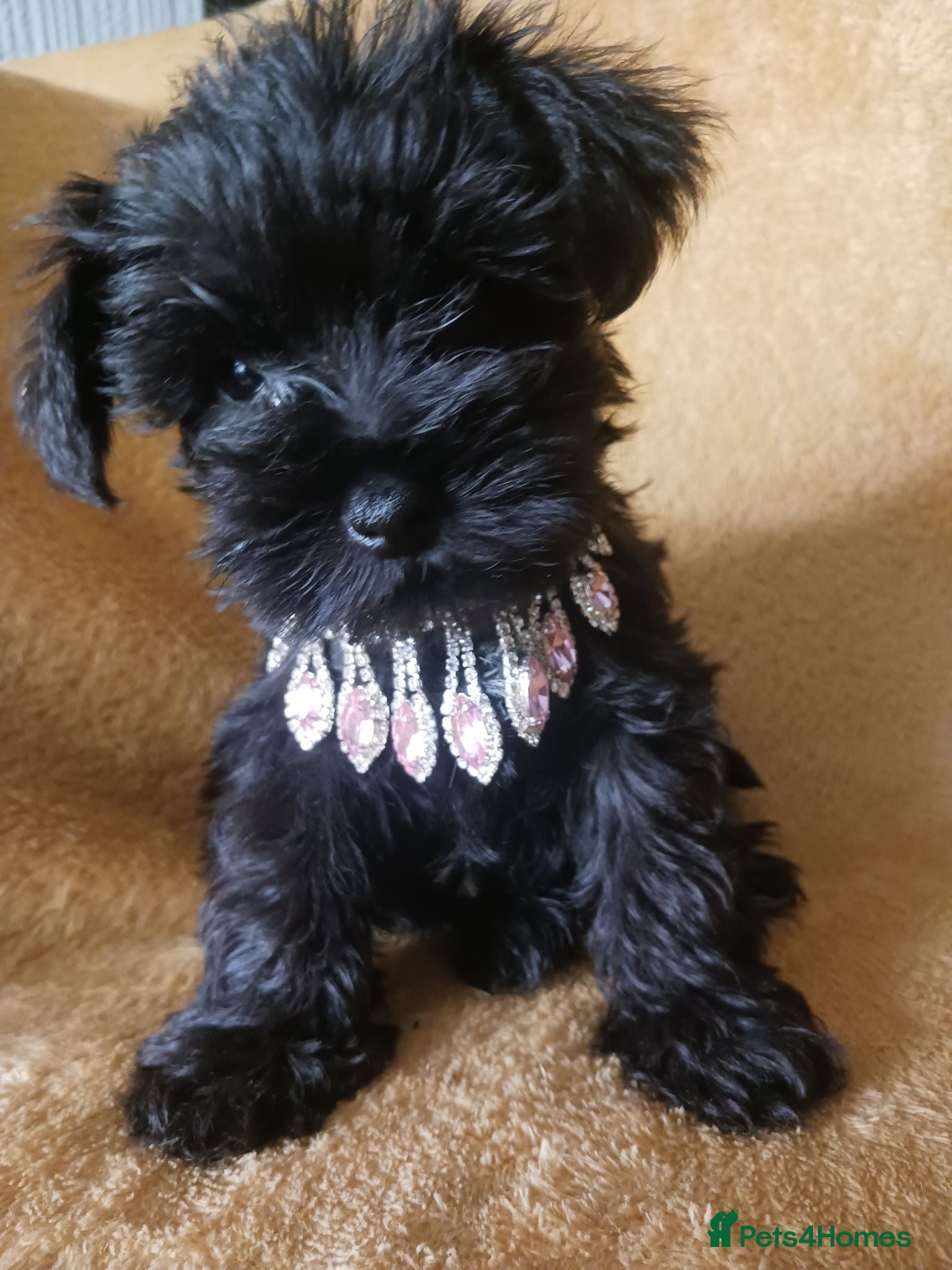 Miniature Schnauzer dogs TOY & SMALL MINI SCHNAUZERS - Advert 4