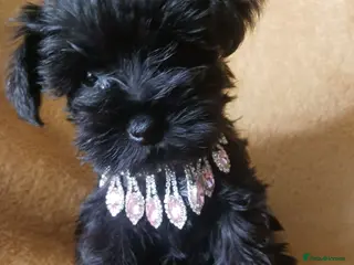 Miniature Schnauzer dogs TOY & SMALL MINI SCHNAUZERS - Advert 4