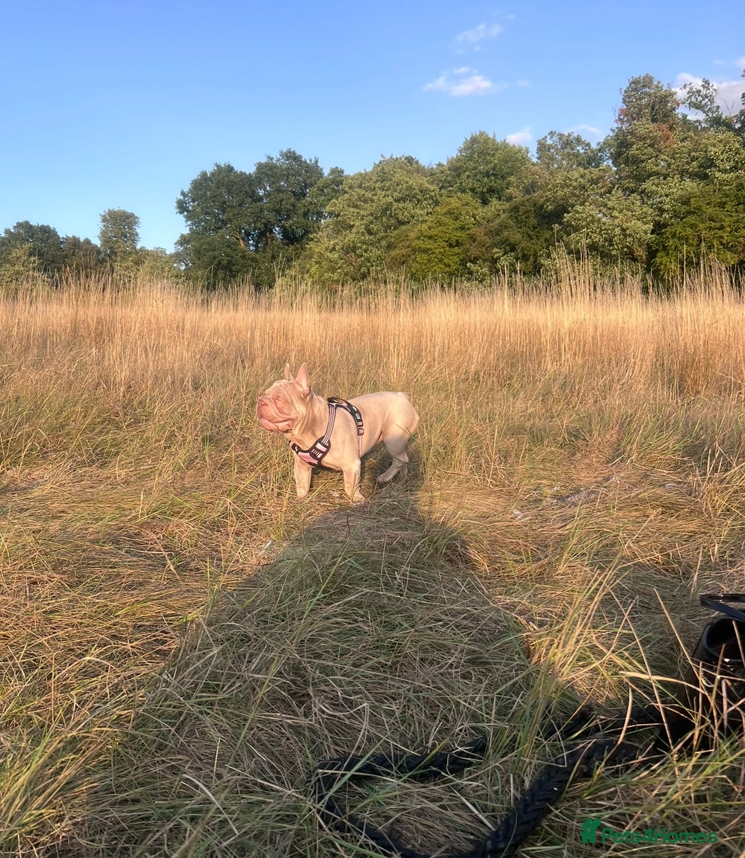 French Bulldog dogs for sale: Newshade Velvet Female Frenchie Pup - Advert 15