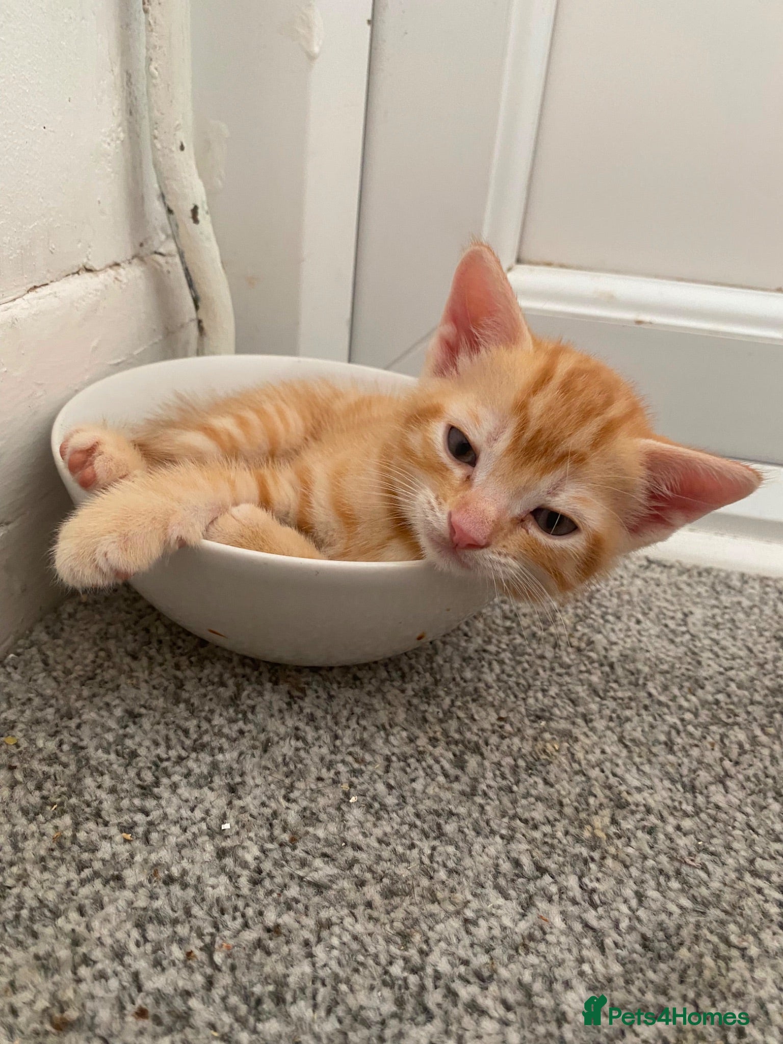 Mixed Breed cats Two male ginger kittens - Advert 13