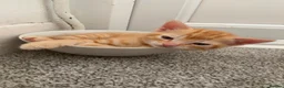 Mixed Breed cats for sale: Two male ginger kittens - Advert 1