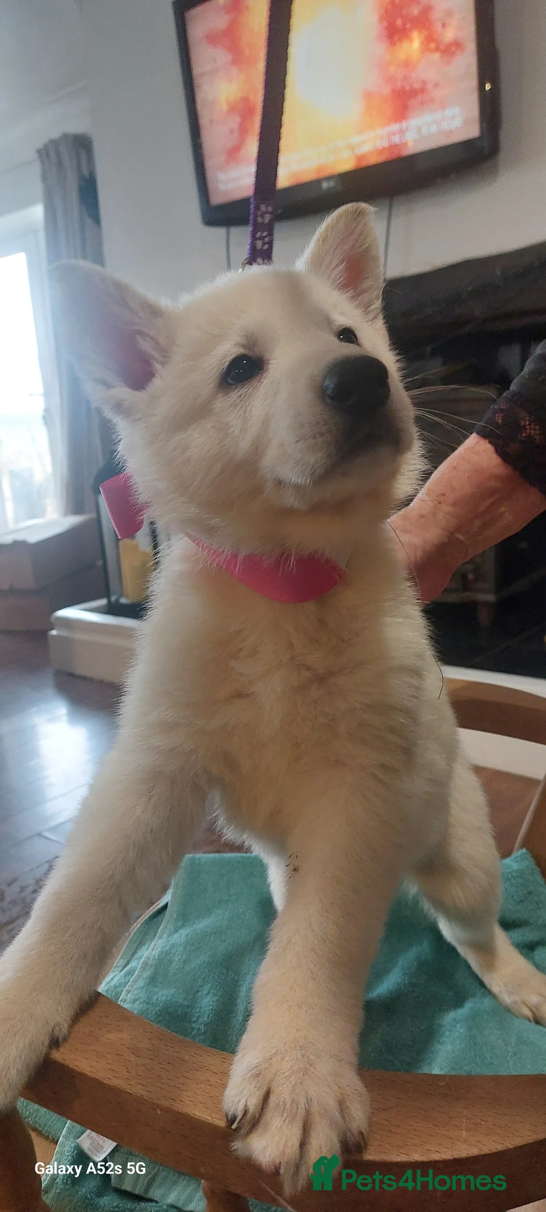 White Swiss Shepherd dogs for sale: Gorgeous white swiss shepherd puppies  - Advert 11