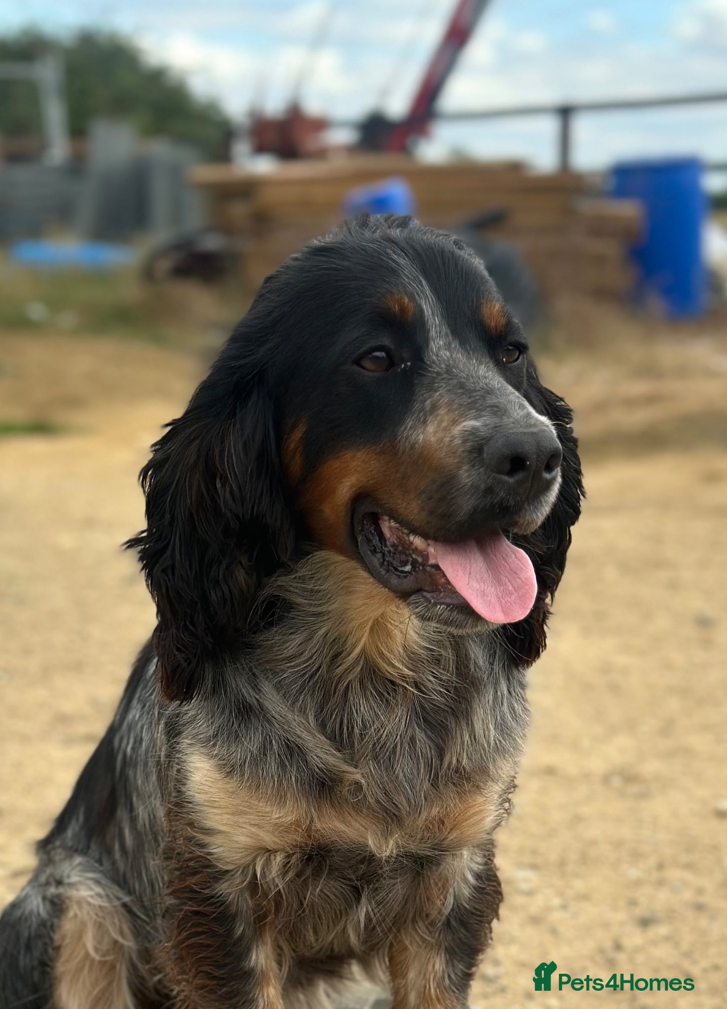 Cocker Spaniel dogs For stud only -Black and Tan with blue roan cocker - Advert 1