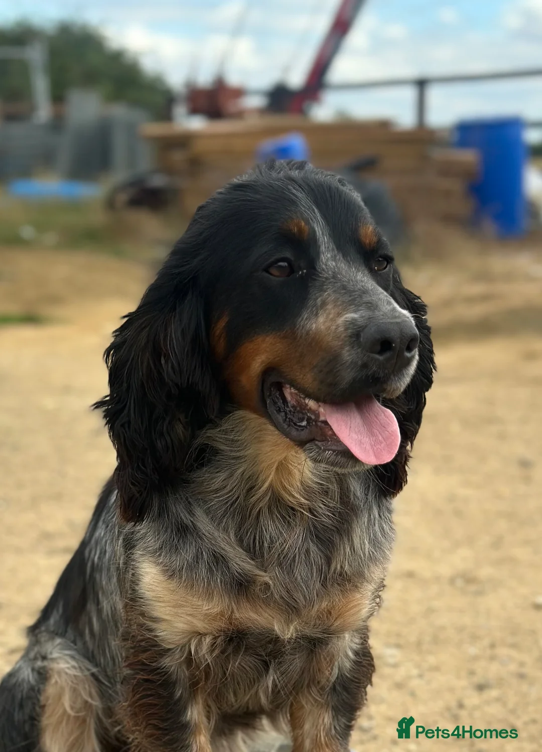 Cocker Spaniel dogs for stud: For stud only -Black and Tan with blue roan cocker - Advert 1