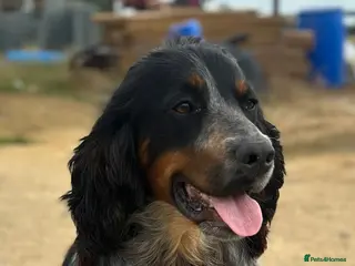 Cocker Spaniel dogs for stud: For stud only -Black and Tan with blue roan cocker - Advert 1