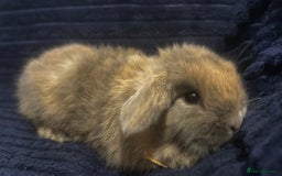 Mini Lop rabbits for sale: GORGEOUS MINI LOPS READY TO RESERVE - Image 2