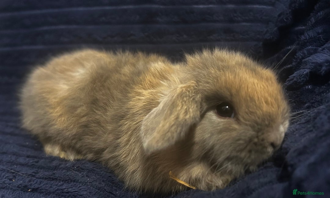 Mini Lop rabbits for sale: GORGEOUS MINI LOPS READY TO RESERVE - Image 2