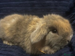 Mini Lop rabbits - Advert 22