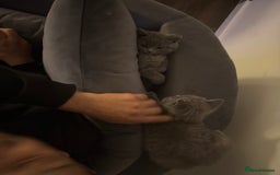 British Shorthair cats for sale: Two beautiful and lovely girls - Image 11