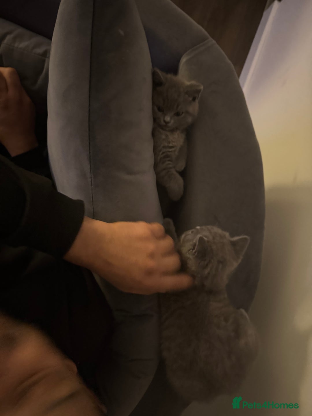 British Shorthair cats for sale: Two beautiful and lovely girls - Image 11