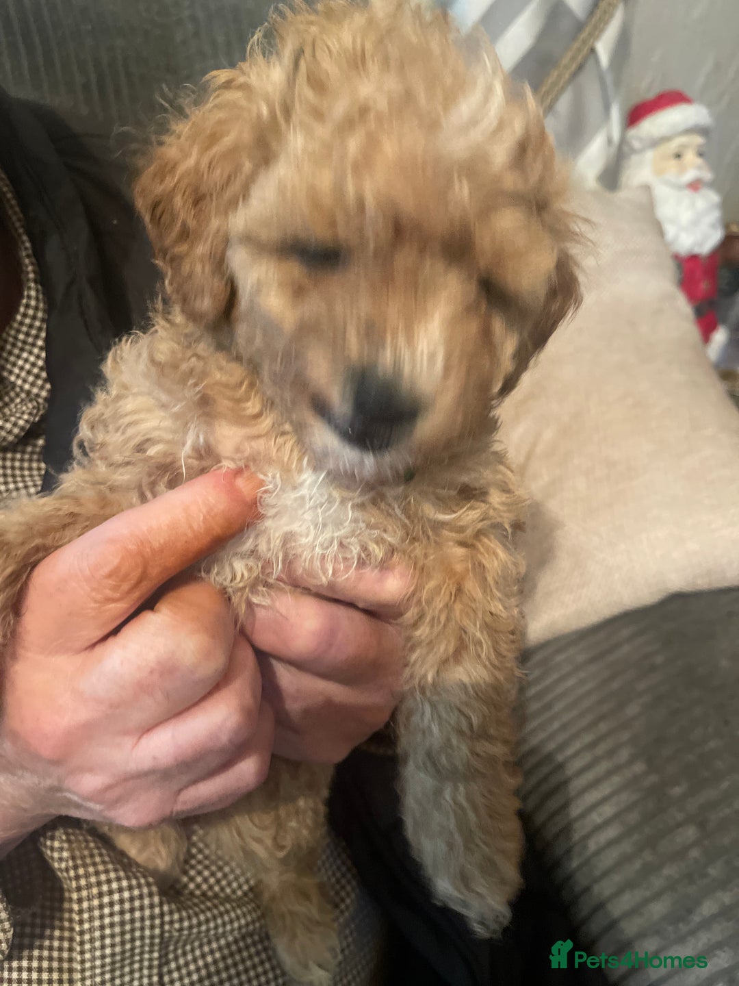 Poochon dogs for sale: 5 beautiful. Poochon puppies  - Advert 4