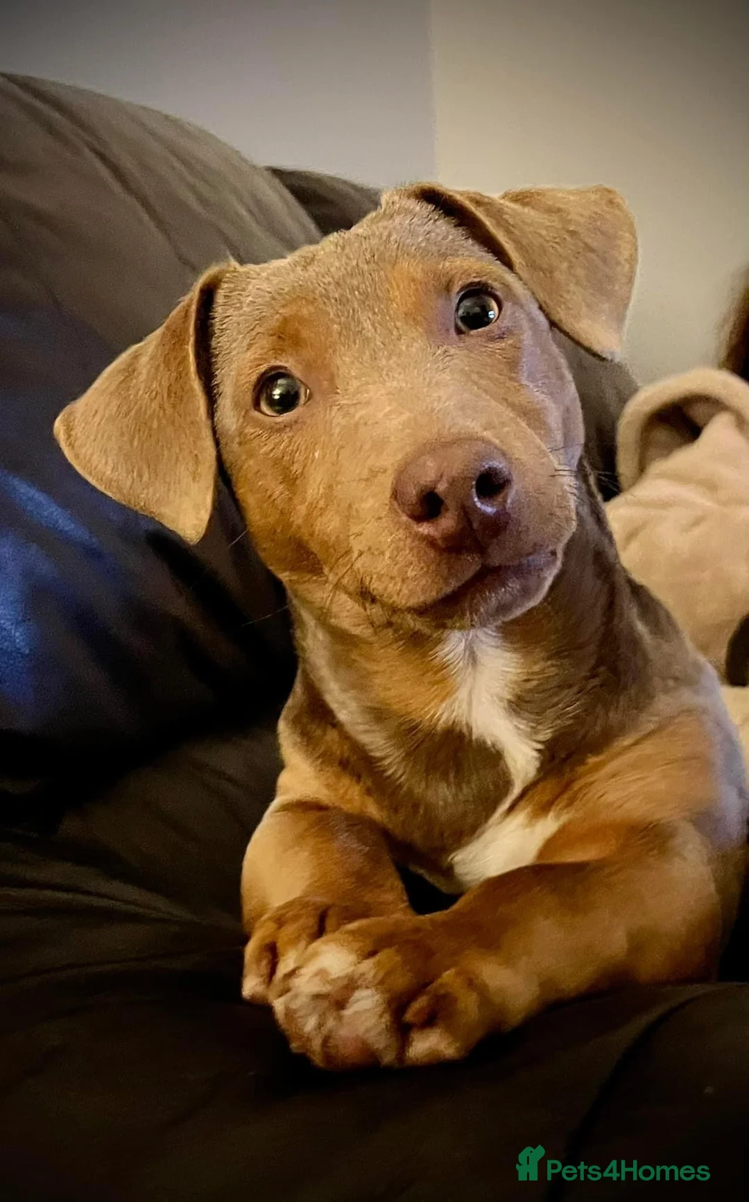 Jack Russell dogs for stud: DONJACKS RANGER - imported lilac & tan stud dog in Doncaster - Advert 4