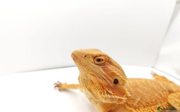 Bearded Dragon reptiles for sale: Bearded dragon for sale  - Image 3