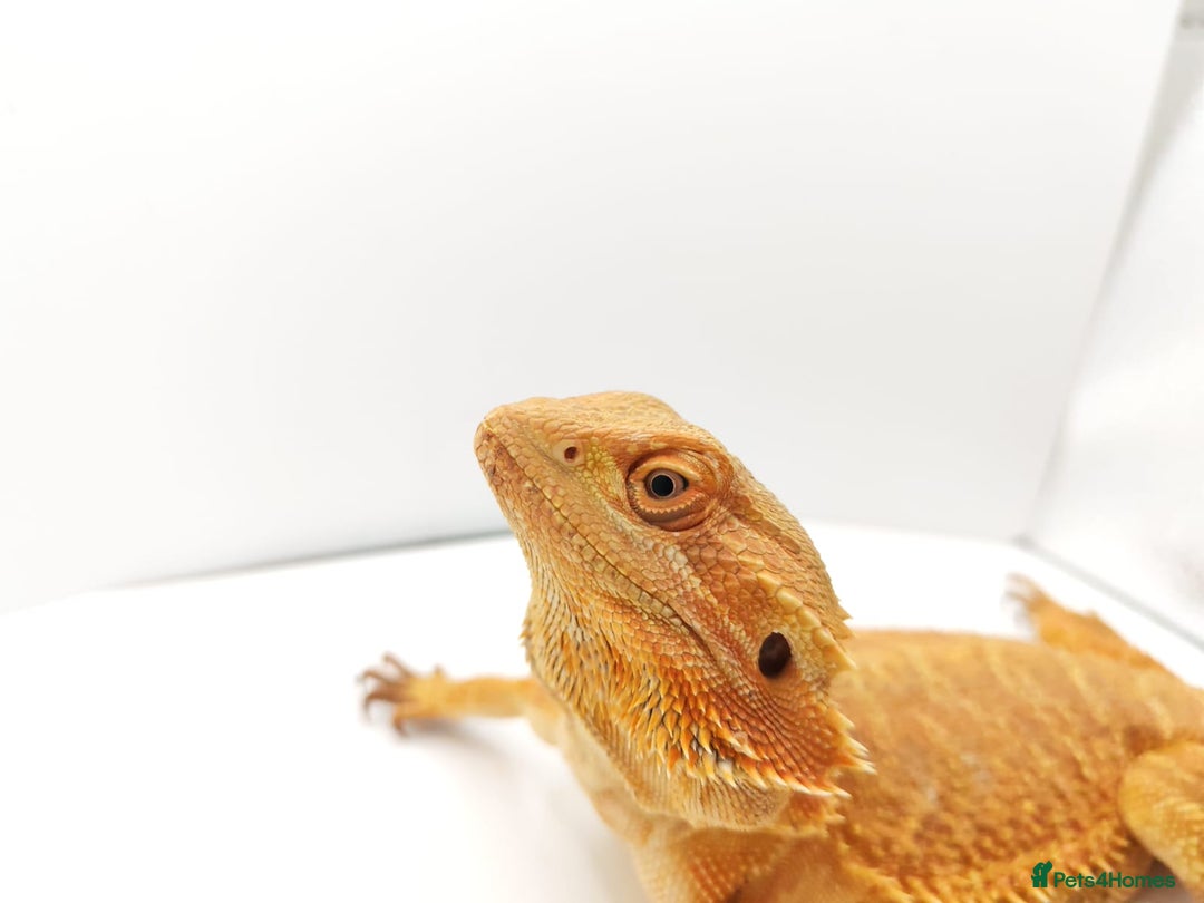 Bearded Dragon reptiles for sale: Bearded dragon for sale  - Image 3