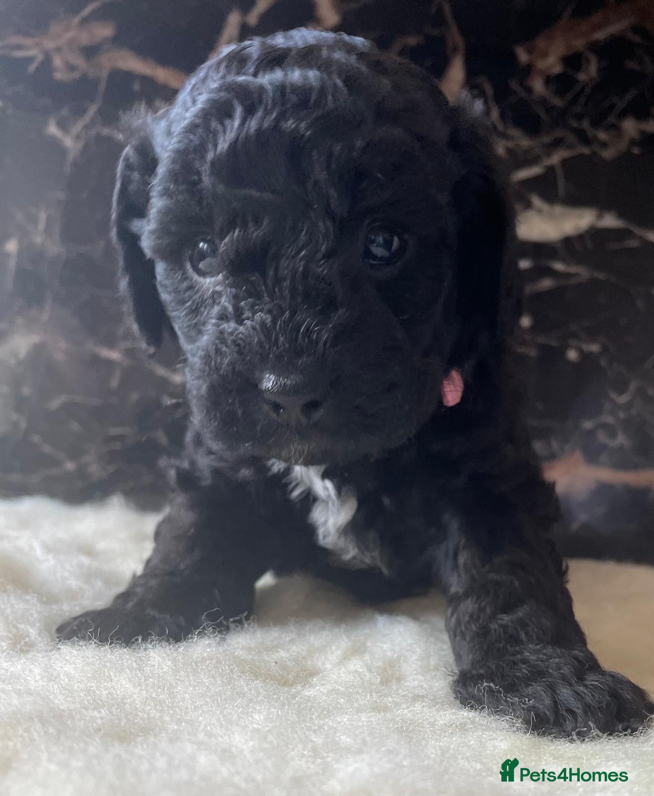 Shihpoo dogs Rare PRA clear health tested Shihpoo x Puppies  - Advert 1