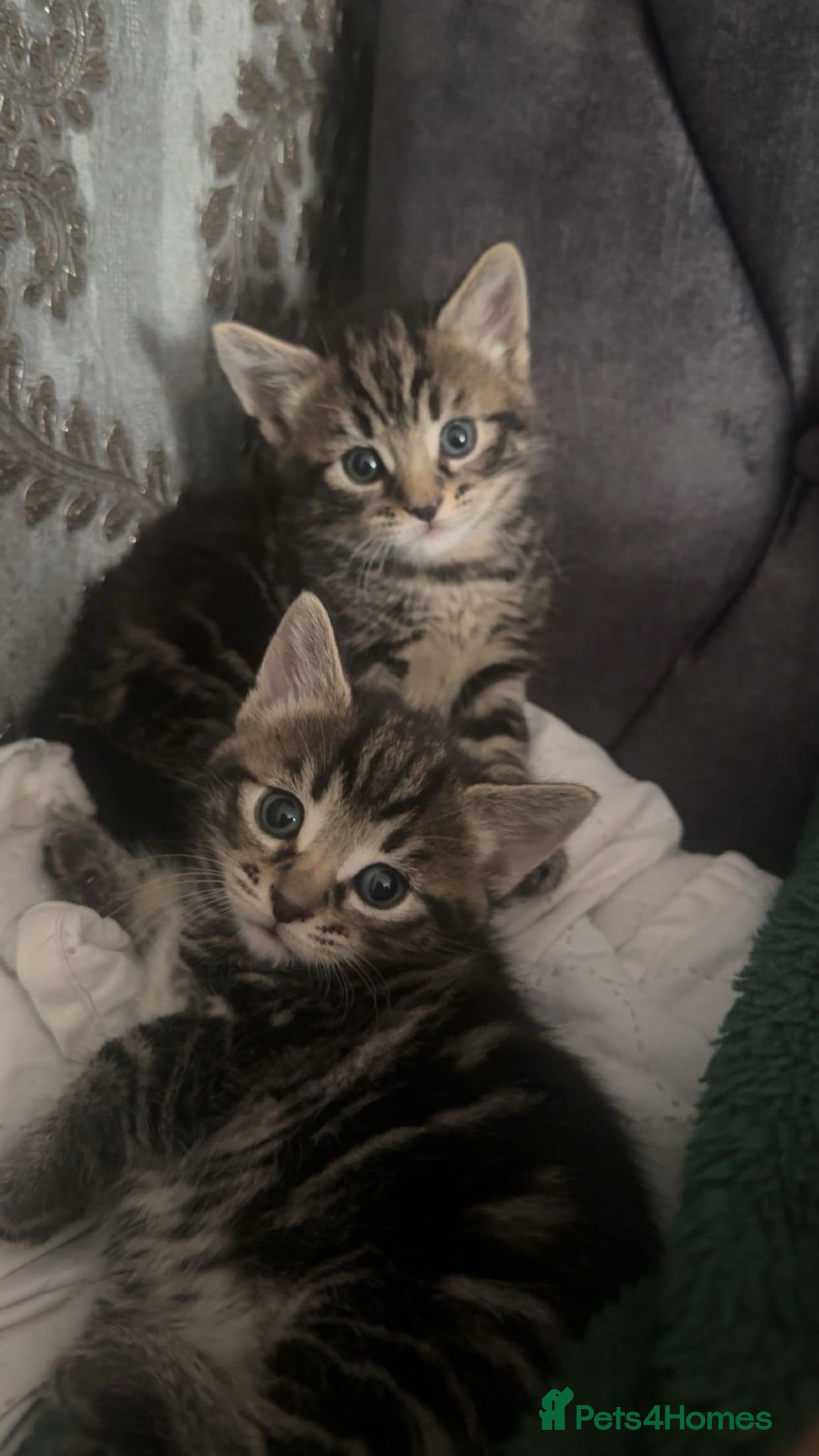 Mixed Breed cats domestic longhair tabbies - Advert 1