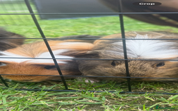 Guinea Pig rodents for sale: 2 boar guinea pigs  - Image 1