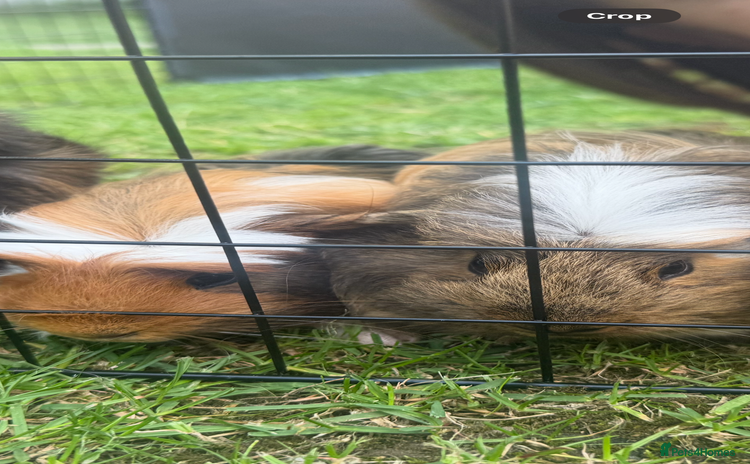 Guinea Pig rodents - Advert 16