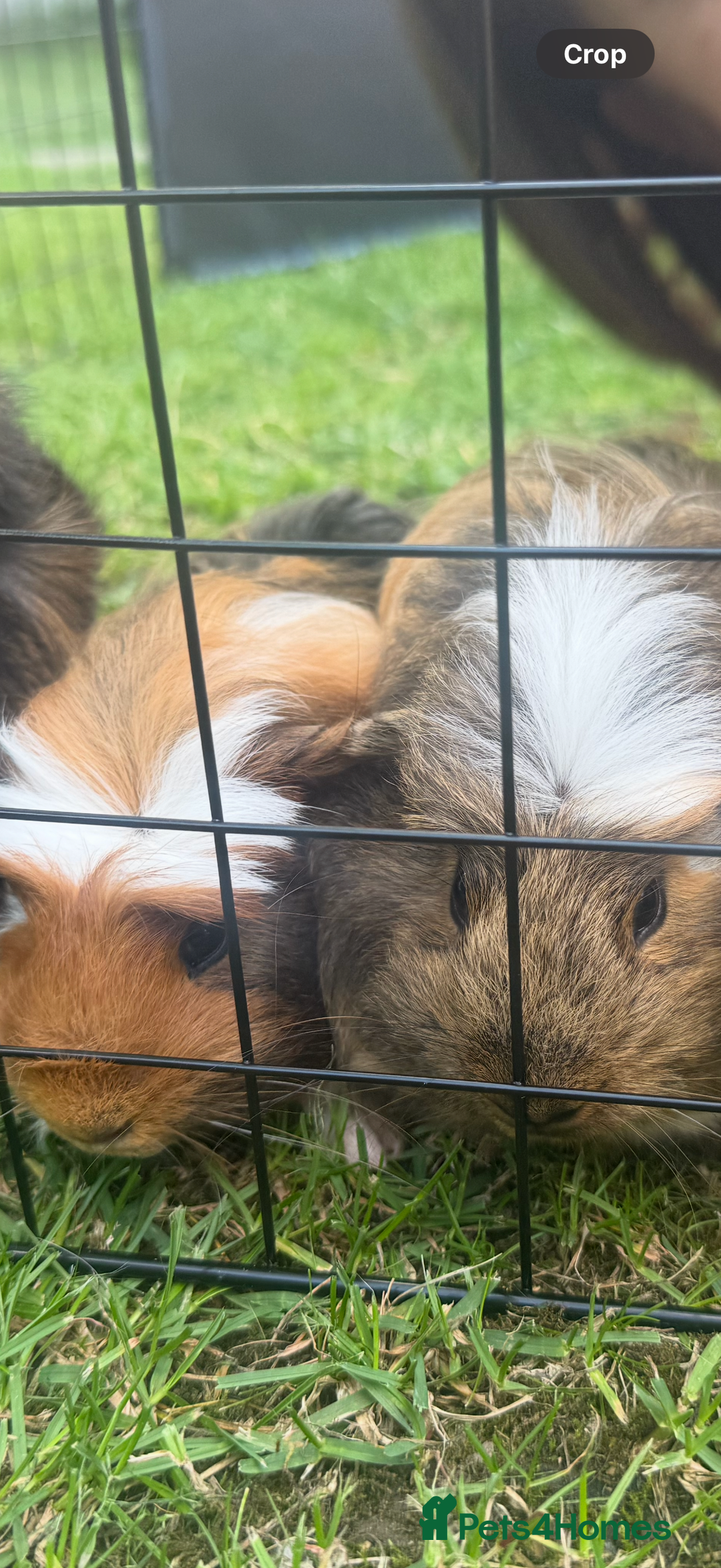 Guinea Pig rodents for sale: 2 boar guinea pigs  - Image 1