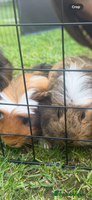 Guinea Pig rodents - Advert 9