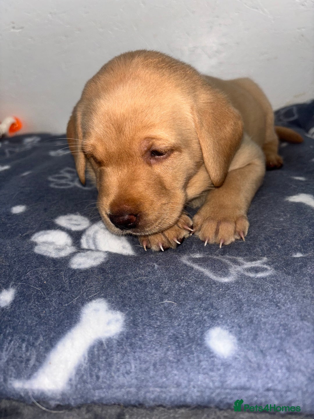 Labrador Retriever dogs for sale: Exceptional KC FTCH Working Labrador Pups - Image 20