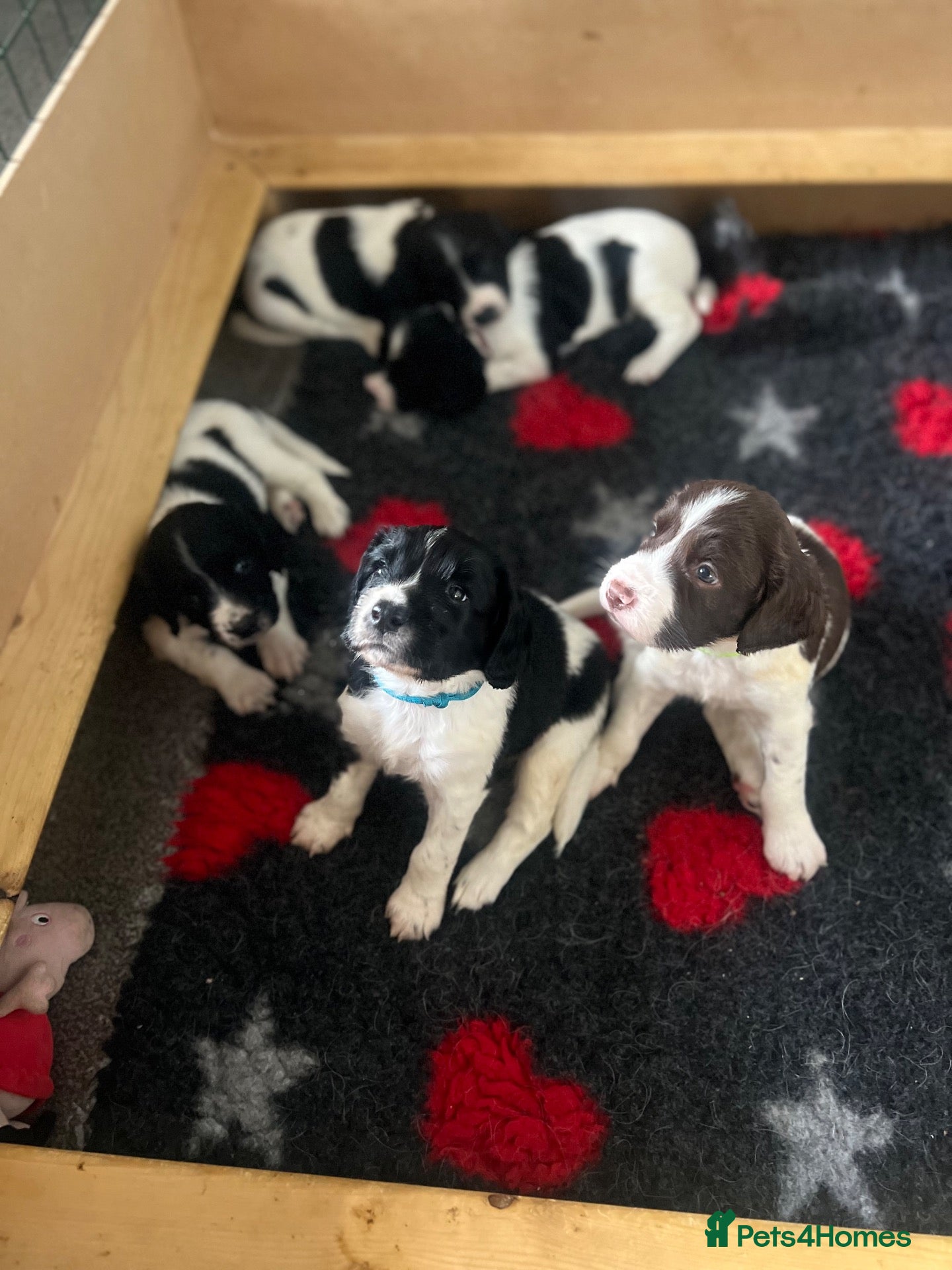 English Springer Spaniel dogs 5 KC Reg English springer spaniel puppies  - Advert 2