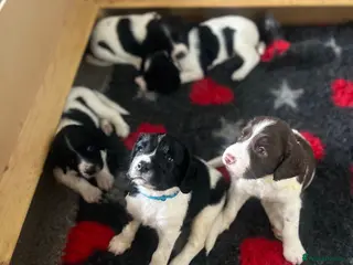 English Springer Spaniel dogs 5 KC Reg English springer spaniel puppies - Advert 2