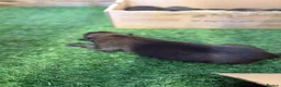 Belgian Shepherd Dog dogs for sale: DARK KC REG BELGIAN MALINOIS PUPPIES - Advert 22