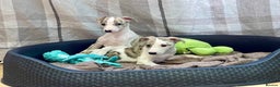 Whippet dogs for sale: AVAILABLE Kc reg healthy, sweet, gentle whippets - Advert 18