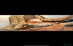 Bearded Dragon reptiles for sale: Female bearded dragon with full set up - Image 3