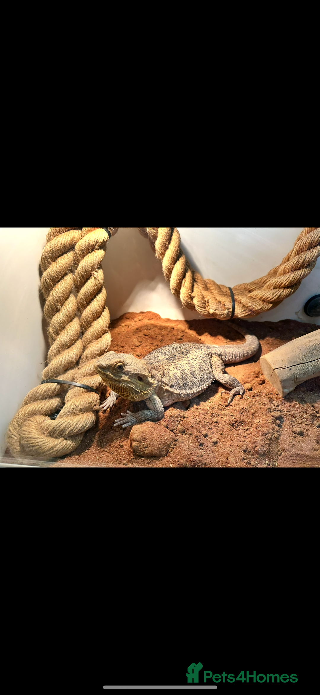 Bearded Dragon reptiles for sale: Female bearded dragon with full set up - Image 3