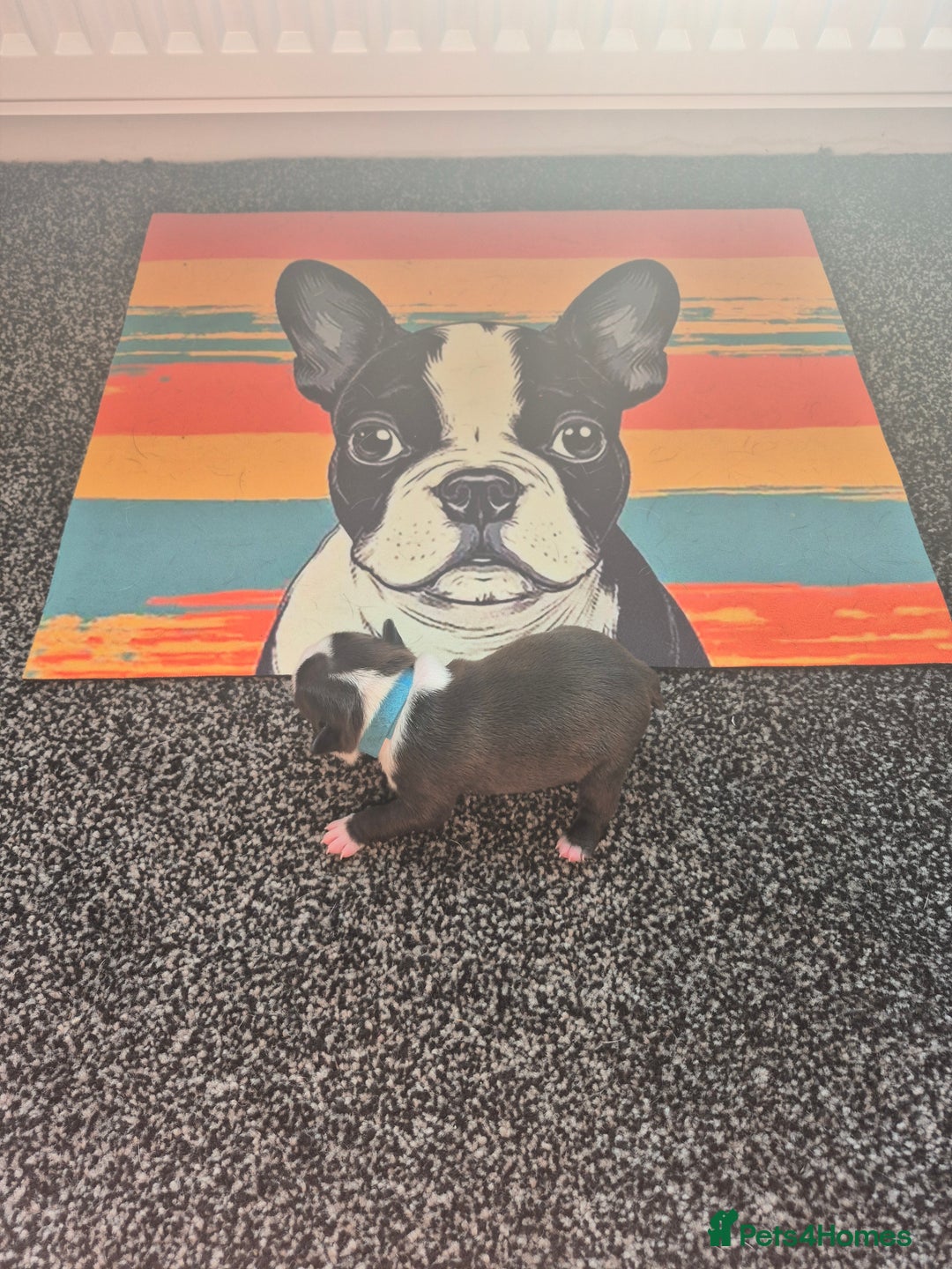 Boston Terrier dogs for sale: Stunning true to type wildax litter - Image 19