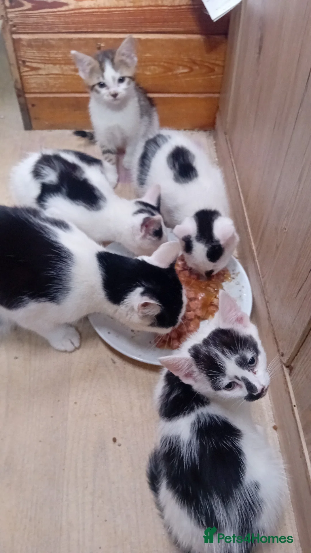 Mixed Breed cats for sale: Friendly kitten - Advert 2