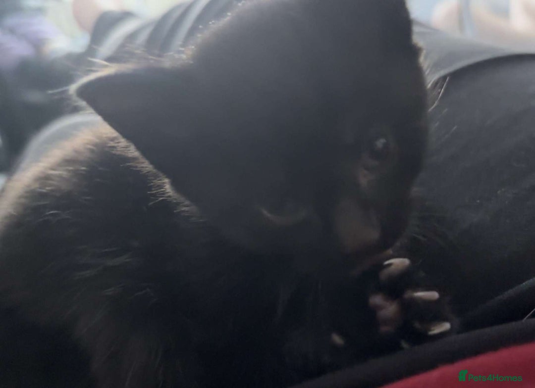 Mixed Breed cats for sale: Two black males - Image 4