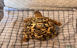 Tortoise reptiles for sale: 4 year old leopard tortoise - Image 3