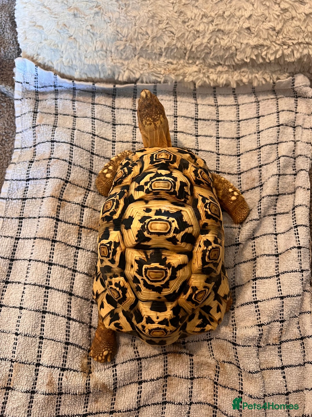 Tortoise reptiles for sale: 4 year old leopard tortoise - Image 3