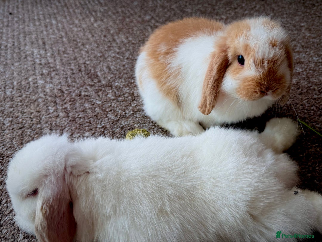 Mini Lop rabbits for sale: Mini lop babies - Image 20