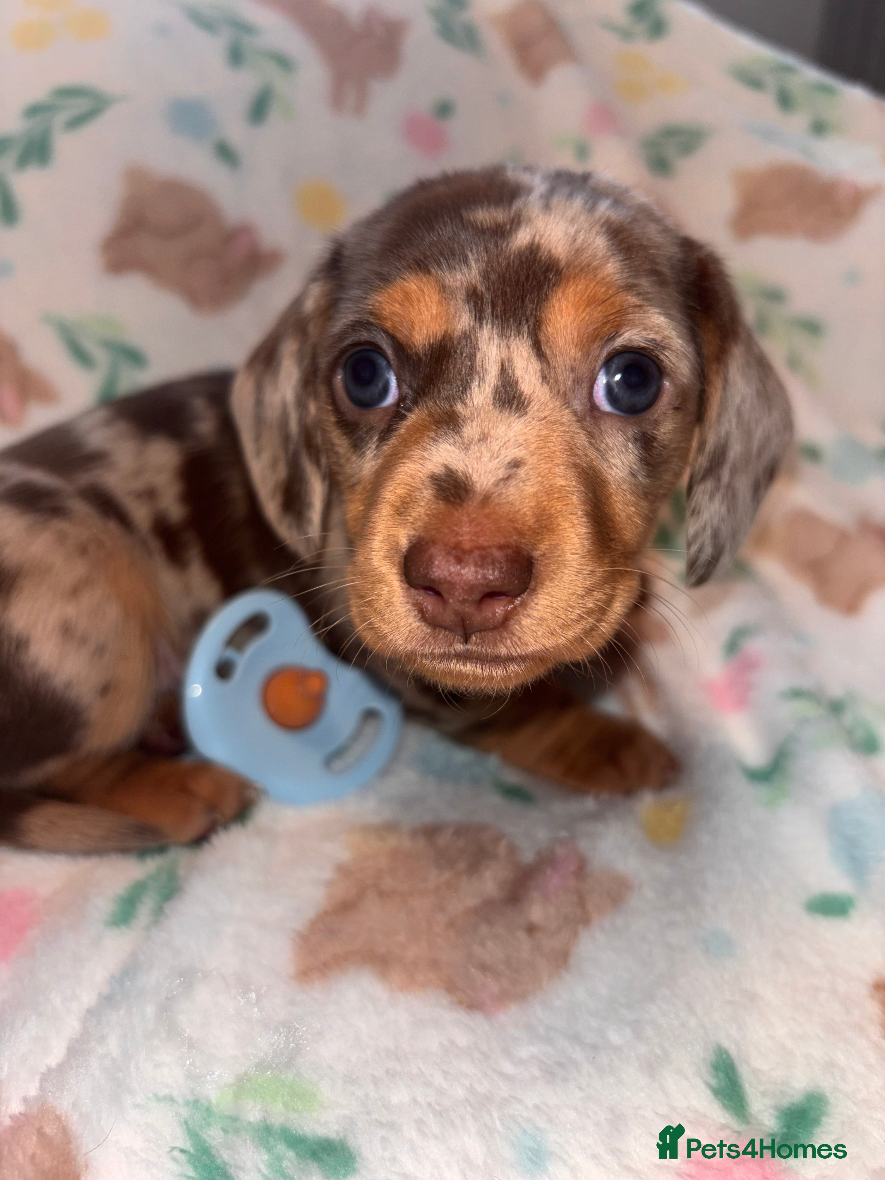 Miniature Dachshund dogs Dreamy miniature dachshunds  - Advert 5