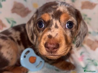 Miniature Dachshund dogs Dreamy miniature dachshunds - Advert 5